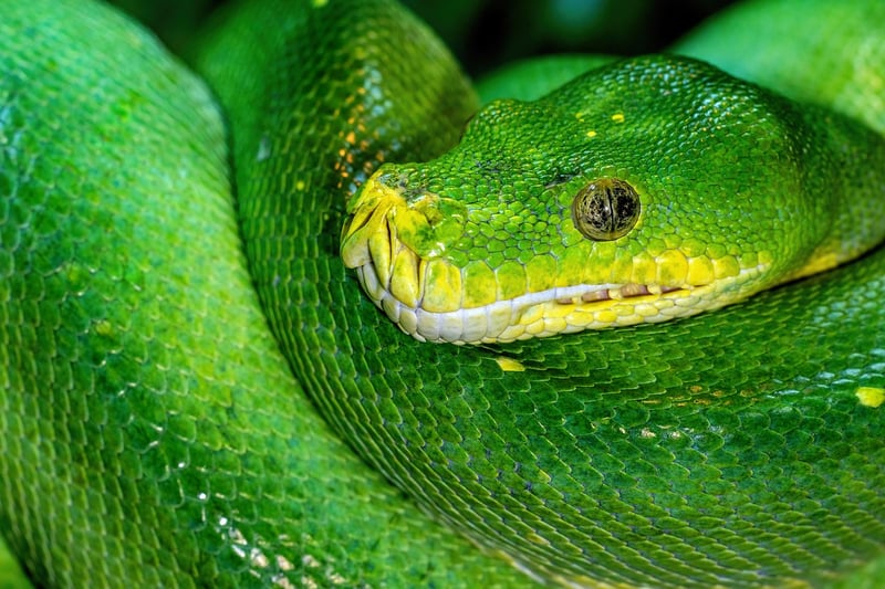 Green Lifestyle